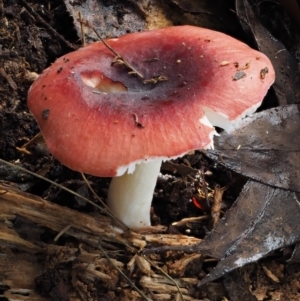 Russula persanguinea at Namadgi National Park - 18 May 2016