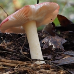 Russula persanguinea at Namadgi National Park - 18 May 2016