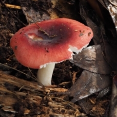 Russula persanguinea at Namadgi National Park - 18 May 2016