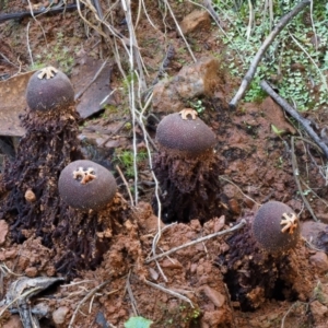 Calostoma fuscum at Cotter River, ACT - 18 May 2016 01:37 PM