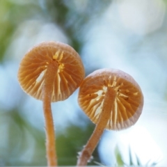 Galerina sp. at Cotter River, ACT - 18 May 2016