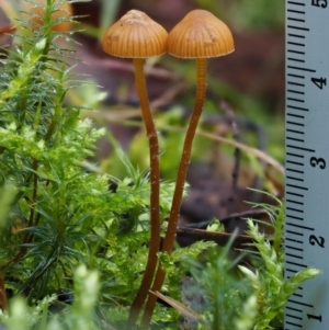 Galerina sp. at Cotter River, ACT - 18 May 2016