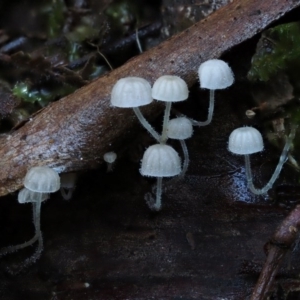 Hemimycena sp. at Cotter River, ACT - 18 May 2016