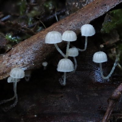 Hemimycena sp. at Cotter River, ACT - 18 May 2016 by KenT