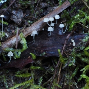 Hemimycena sp. at Cotter River, ACT - 18 May 2016