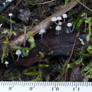 Hemimycena sp. at Cotter River, ACT - 18 May 2016