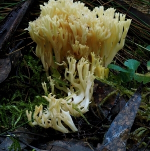 Ramaria lorithamnus at Cotter River, ACT - 18 May 2016