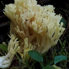 Ramaria lorithamnus at Cotter River, ACT - 18 May 2016