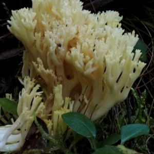 Ramaria lorithamnus at Cotter River, ACT - 18 May 2016 09:01 AM