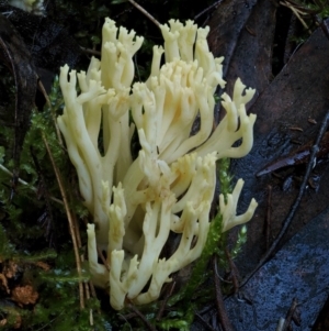 Ramaria lorithamnus at Cotter River, ACT - 18 May 2016 09:01 AM