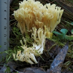 Ramaria lorithamnus at Cotter River, ACT - 18 May 2016 09:01 AM