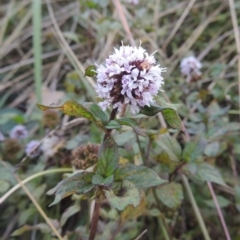 Mentha x piperita (Peppermint) at Canberra Central, ACT - 16 May 2016 by MichaelBedingfield