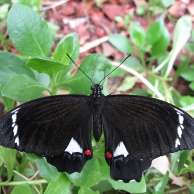 Papilio aegeus (Orchard Swallowtail, Large Citrus Butterfly) at Hackett, ACT - 1 Feb 2013 by petersan