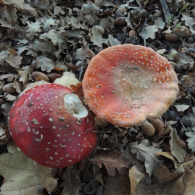 Amanita muscaria (Fly Agaric) at Canberra Central, ACT - 16 May 2016 by MichaelBedingfield
