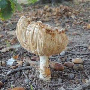 Amanita muscaria at Canberra Central, ACT - 16 May 2016