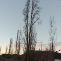 Populus nigra (Lombardy Poplar) at Canberra Central, ACT - 16 May 2016 by michaelb