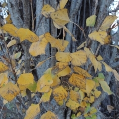 Populus nigra (Lombardy Poplar) at Greenway, ACT - 16 May 2016 by michaelb