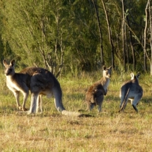 Macropus giganteus at Canberra Central, ACT - 23 May 2015 12:00 AM