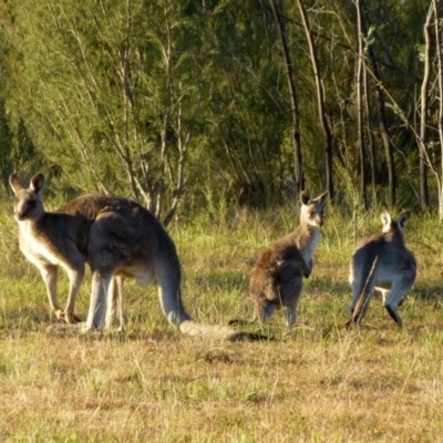 Macropus giganteus (Eastern Grey Kangaroo) at Canberra Central, ACT - 22 May 2015 by RWPurdie