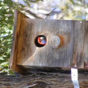 Platycercus elegans at Deakin, ACT - 20 Sep 2014 02:39 PM