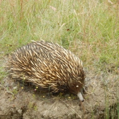 Tachyglossus aculeatus (Short-beaked Echidna) at Mulligans Flat - 4 Dec 2014 by MichaelMulvaney