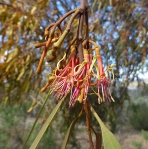 Amyema pendula subsp. pendula at Acton, ACT - 27 May 2016 12:00 AM