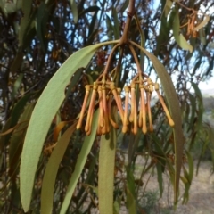 Amyema pendula subsp. pendula at Acton, ACT - 27 May 2016 12:00 AM