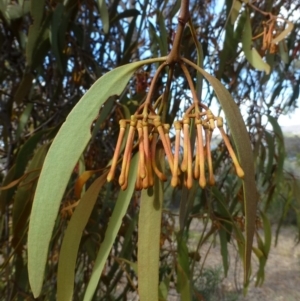 Amyema pendula subsp. pendula at Acton, ACT - 27 May 2016 12:00 AM