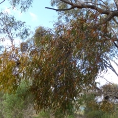 Amyema pendula subsp. pendula at Acton, ACT - 27 May 2016 12:00 AM