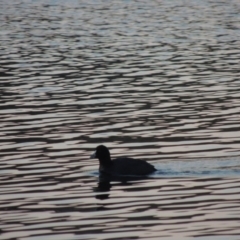 Fulica atra (Eurasian Coot) at Canberra Central, ACT - 16 May 2016 by michaelb