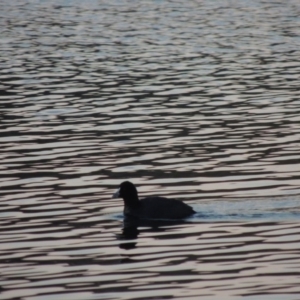 Fulica atra at Canberra Central, ACT - 16 May 2016 06:43 PM