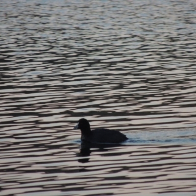 Fulica atra (Eurasian Coot) at Canberra Central, ACT - 16 May 2016 by michaelb