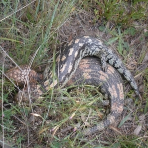 Tiliqua nigrolutea at Rendezvous Creek, ACT - 24 Nov 2009