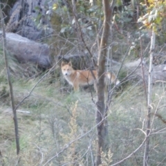 Canis lupus (Dingo / Wild Dog) at Tennent, ACT - 27 Sep 2012 by roymcd