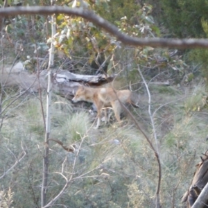 Canis lupus at Tennent, ACT - 27 Sep 2012