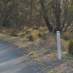 Canis lupus at Tennent, ACT - 27 Sep 2012