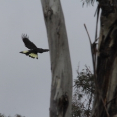 Zanda funerea at Canberra Central, ACT - 28 May 2016