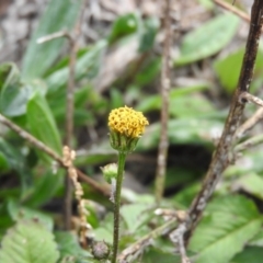 Bidens pilosa (Cobbler's Pegs, Farmer's Friend) at Fadden, ACT - 28 May 2016 by ArcherCallaway