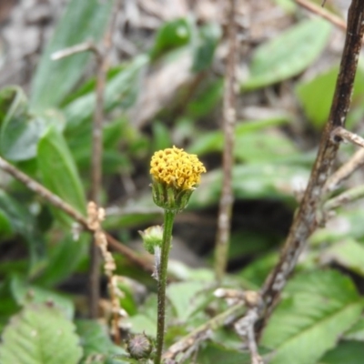 Bidens pilosa (Cobbler's Pegs, Farmer's Friend) at Fadden, ACT - 28 May 2016 by ArcherCallaway