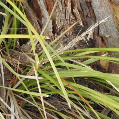 Lomandra longifolia (Spiny-headed Mat-rush, Honey Reed) at Wanniassa Hill - 28 May 2016 by RyuCallaway