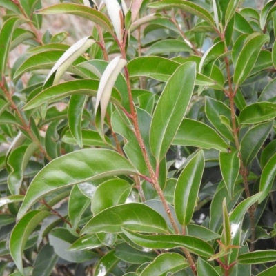 Ligustrum lucidum (Large-leaved Privet) at Wanniassa Hill - 28 May 2016 by RyuCallaway