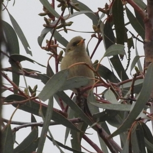 Ptilotula fusca at Fadden, ACT - 28 May 2016