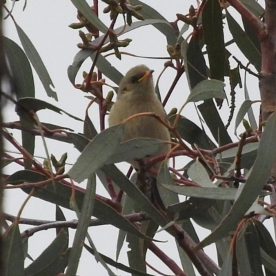 Ptilotula fusca (Fuscous Honeyeater) at Fadden, ACT - 28 May 2016 by ArcherCallaway