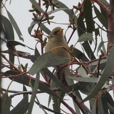 Ptilotula fusca (Fuscous Honeyeater) at Fadden, ACT - 27 May 2016 by RyuCallaway