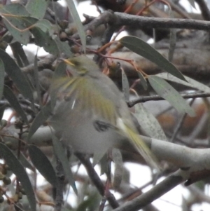 Ptilotula fusca at Fadden, ACT - 28 May 2016