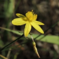 Tricoryne elatior (Yellow Rush Lily) at Chisholm, ACT - 17 Feb 2016 by michaelb