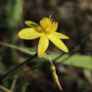 Tricoryne elatior at Chisholm, ACT - 17 Feb 2016