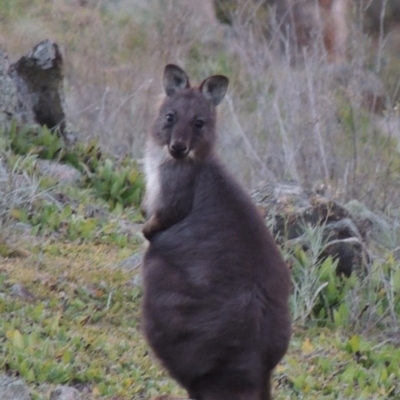 Osphranter robustus robustus (Eastern Wallaroo) at Theodore, ACT - 22 Jul 2014 by MichaelBedingfield