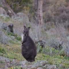 Osphranter robustus robustus at Theodore, ACT - 22 Jul 2014