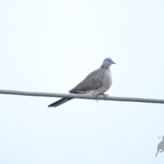 Spilopelia chinensis (Spotted Dove) at Giralang, ACT - 26 May 2016 by ArcherCallaway